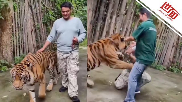 印度老虎再啃圆山，捍卫国际大赛名誉的简单介绍